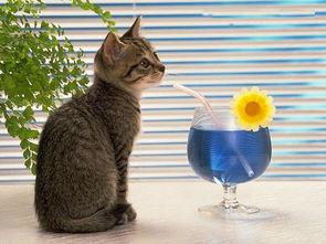 猫咪视频国产传媒高清